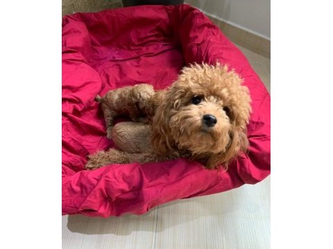 Ailelere uygun toy poodle yavrular