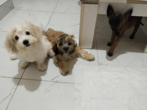 Teslime hazır maltipoo