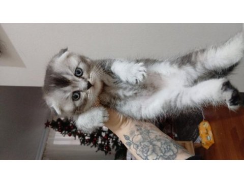 Erkek scottish fold