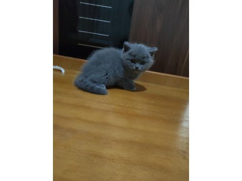 52 günlük british shorthair yavrularımız