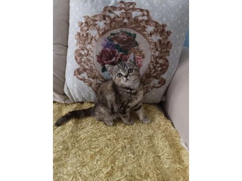 Ücretli kedimizi sahiplendirme