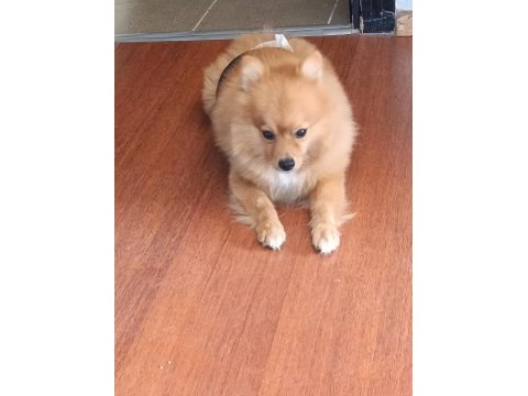 Pomeranian 3 yaşında eğitimli