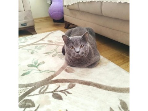 8 aylık british shorthair bütün vitamin aşıları tamamdır