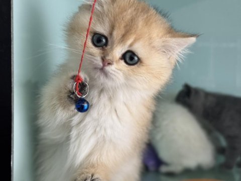 Çok özel son dişi golden british shorthair yavrumuz