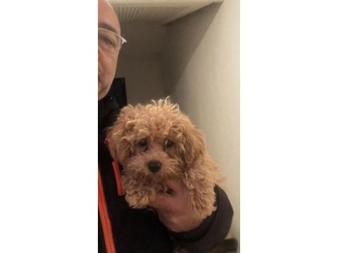 2 aylık aşıları başlanmış dişi toy poodle