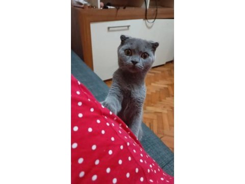 Orijinal scottish fold yavrusu