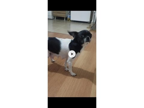 Elma kafa chihuahua