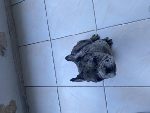 French bulldog merle yavrularımız