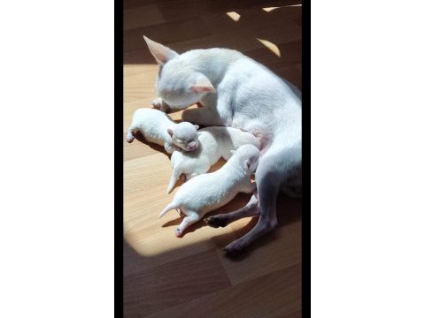 Chihuahua 1 aylık köpeğimiz