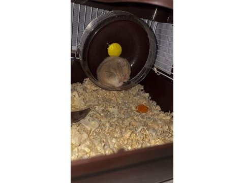 Acil bebek hamster yuva aranıyor