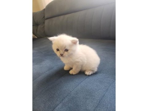 Scottish fold blue point mükemmel yavrular