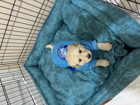 Golden retriever lütfen ciddi olanlar iletişime geçsin