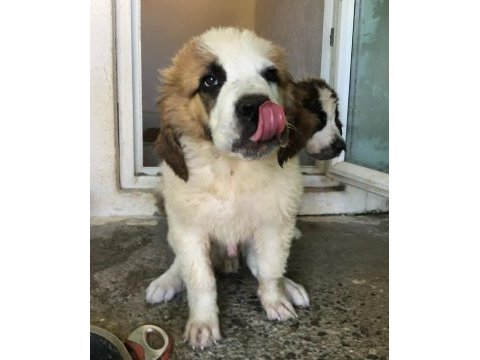Saint bernard bebek köpekler