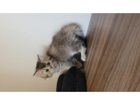 Saf kan british shorthair dişi yavru