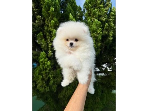 Irk garantili pomeranian yavruları 