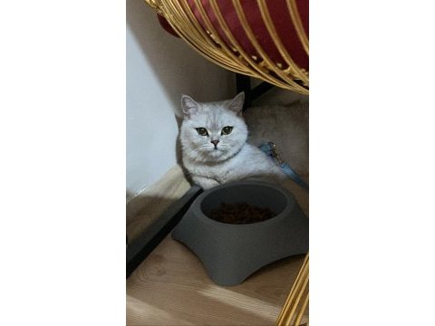 Kayip kedi manisa yunusemre