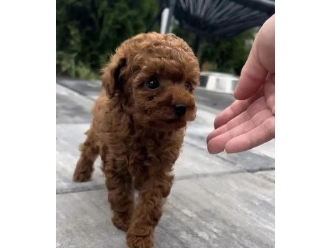 Toy poodle yavrularımız