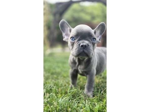 Eğitimli french bulldog yavruları istanbul 