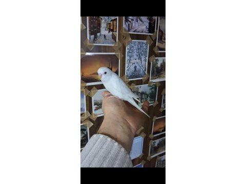 Minik muhabbet kuşu bebekler yuvadan uçmaya hazır