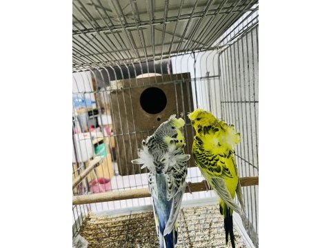 Muhabbet kuşlar renk güzeli