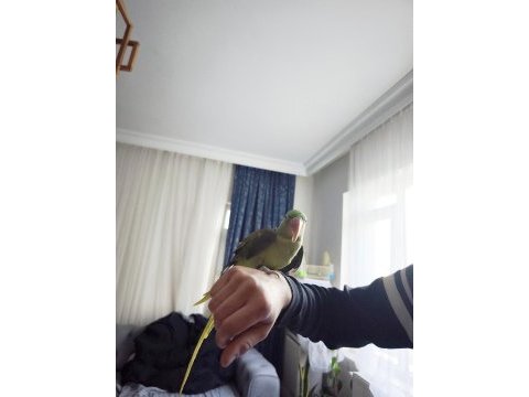 8aylık bebek alexander papağanı