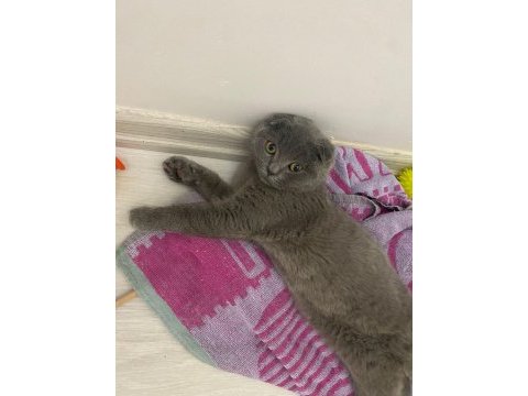 3 aylık erkek scottish fold