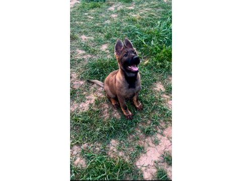 Showline longhair german shepherd