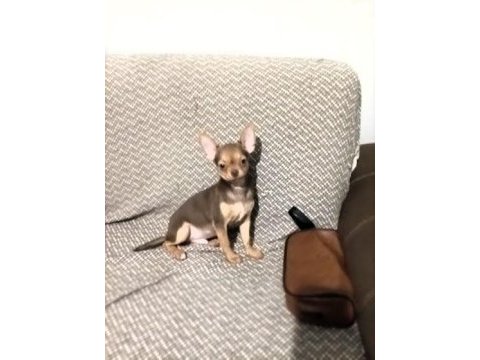 Görüşülür chihuahua