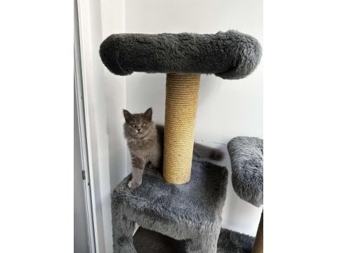 Gri british longhair cinsi yavrumuza yuva arıyoruz