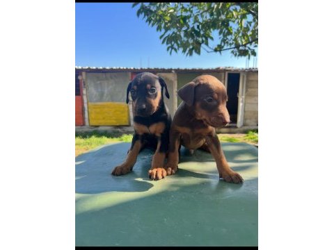 Doberman yavru köpeğimiz
