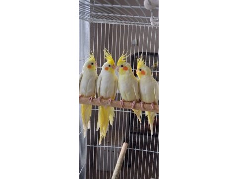 Yeni yeme düşmüş sultan yavrular
