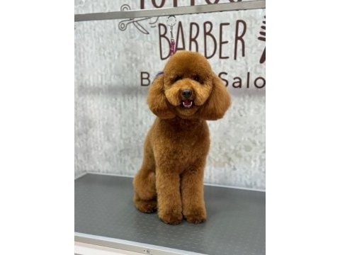 Toy poodle oğlumuza eş arıyoruz