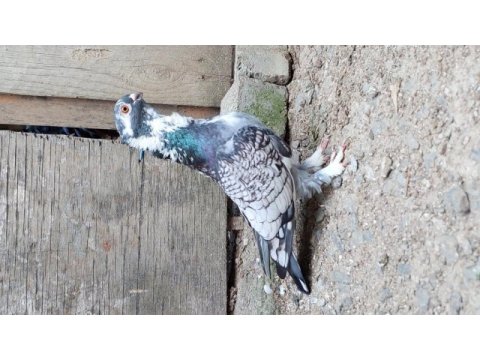 3 adet top kafa sıfır gaga bango 1 adet hünkari güvercin
