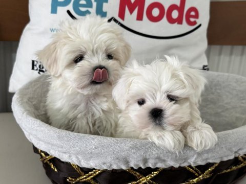 Tea cup kore kan maltese petmode den