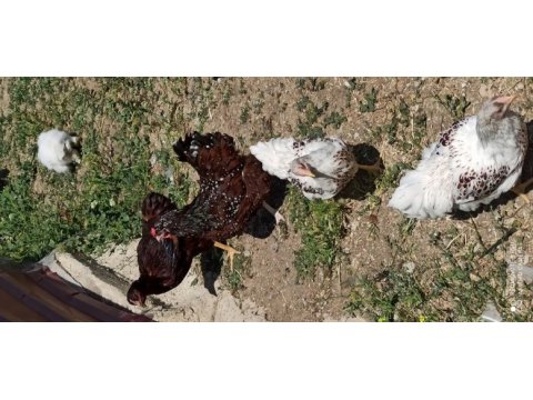 Orjinal splash ve gold wyandote tavuklar
