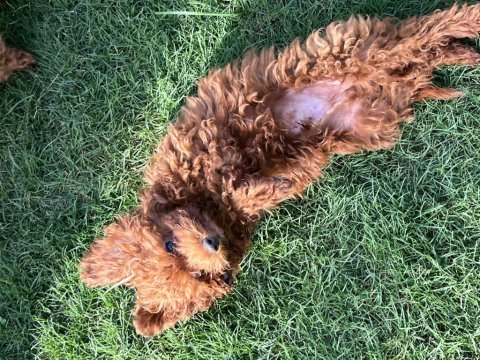 Orjinal erkek korea poodle yavrularımız