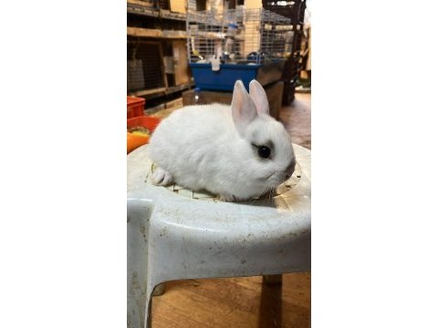 Hollanda lop tavşanları ve cüce tavşanlar