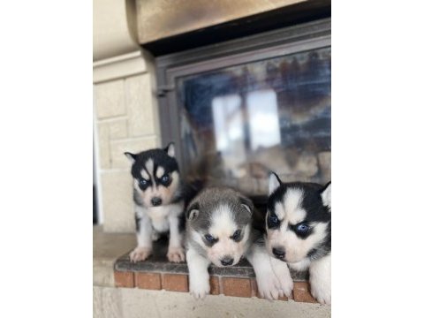 Husky bebekler dişi ve erkek