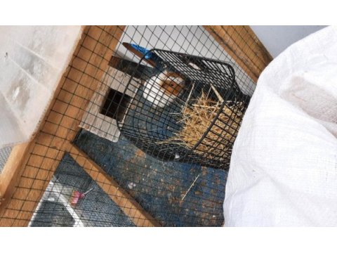 2,5 yaşında ginepigim perihan için yuva arıyoruz