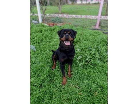 A şecereli üretim izinli korumacı erkek rottweiler