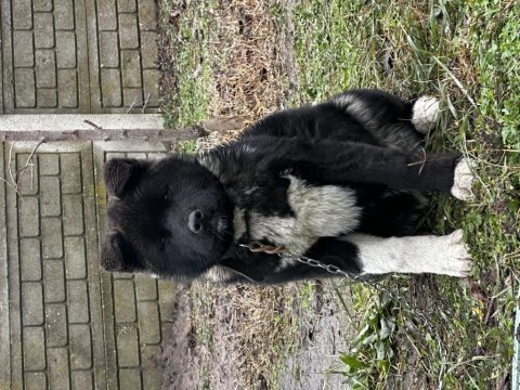 Amerikan akita safkan yavrumuz