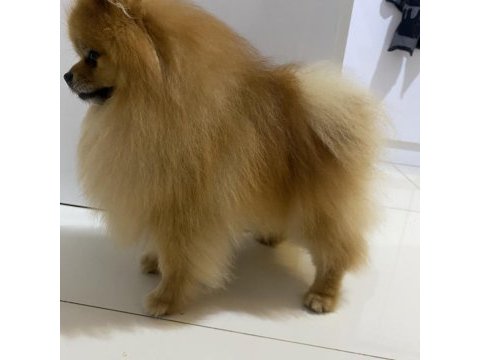 Şecereli pomeranian erkeğimize eş arıyoruz