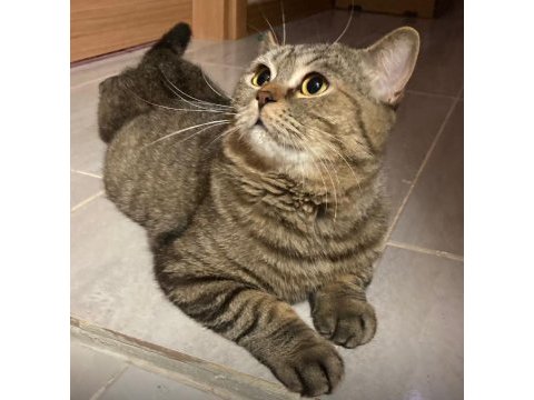 British shorthair kedilerim sahiplendirilecektir
