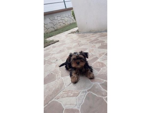 Oyuncu yorkshire terrier bebekler