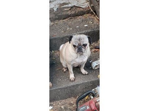 Pug dişi