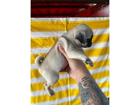 A kalite ırk garantili pug bebekler
