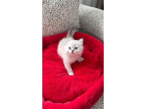 British longhair yavrularımız