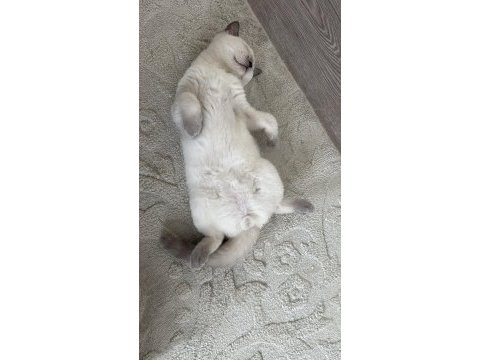 2 beyaz british shorthair blue poınt yavru