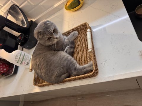 Ücretsiz sahiplendirme scottish fold kedimiz