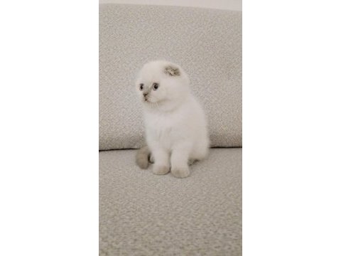 Maviş gözlü scottish fold yavrum yeni ailesini arıyor
